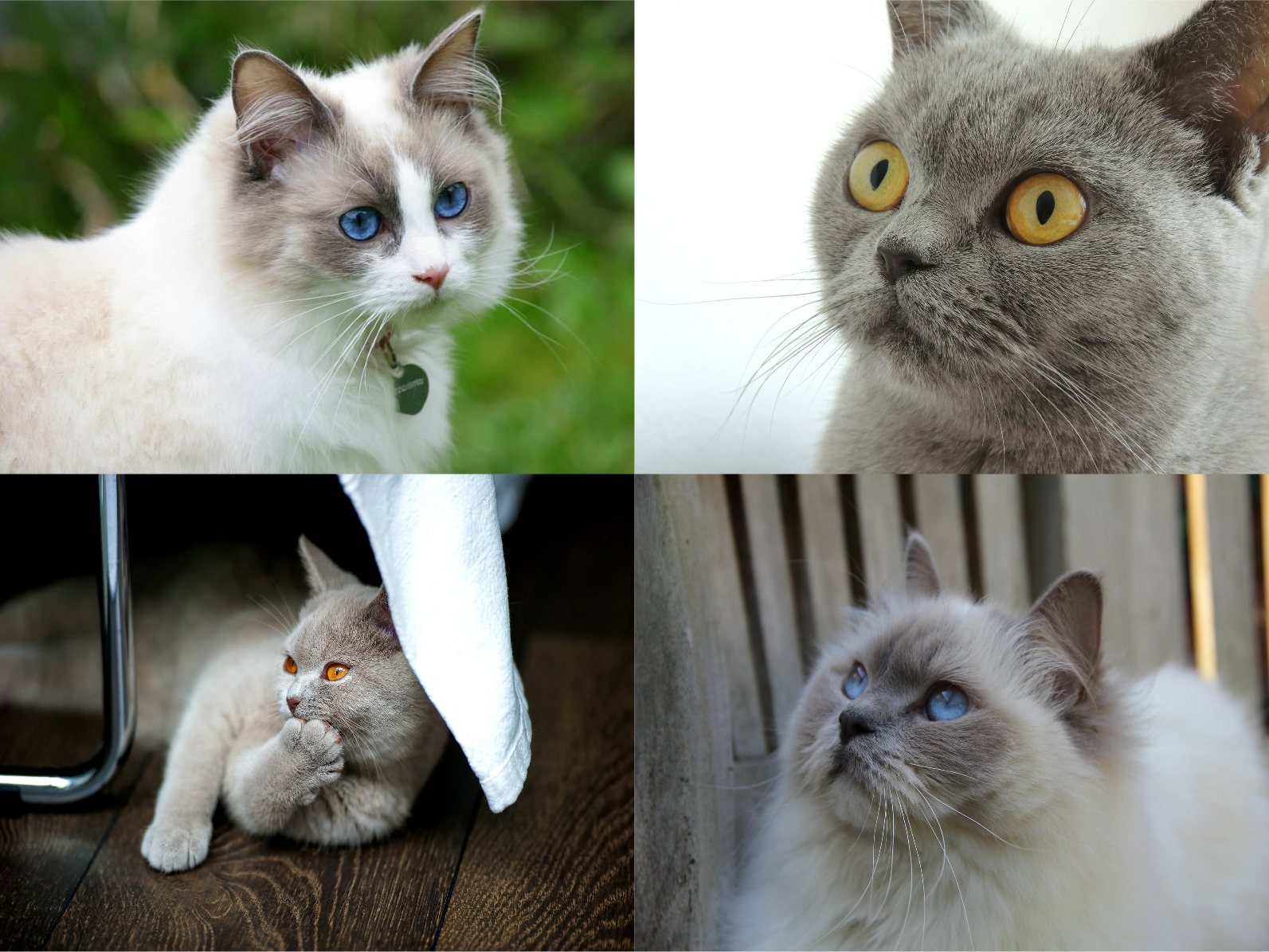 Adoreadoll Boutique Cattery | Registered Breeders of Ragdolls ... Adoreadoll Boutique Cattery | Registered Breeders of Ragdolls ...
