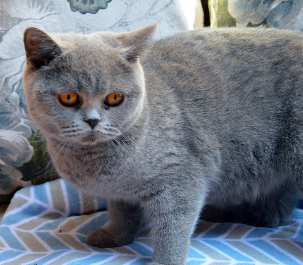 About The British Shorthair - Adoreadoll Cattery South Africa