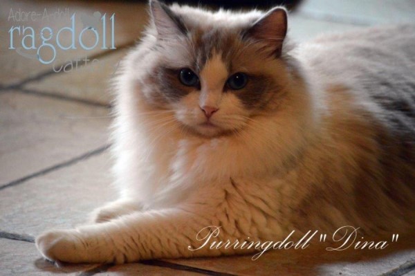 Dina - Adoreadoll Cattery South Africa